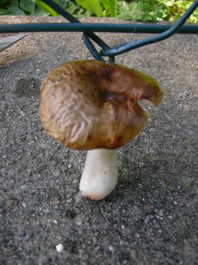 Funghi di casa1